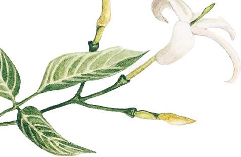 Image of flower branch