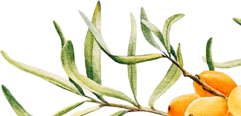 Image of orange branch