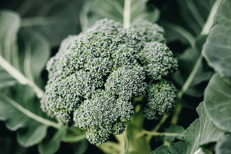 The Benefits of Alpha Lipoic Acid Skin Care - Annmarie Skin Care