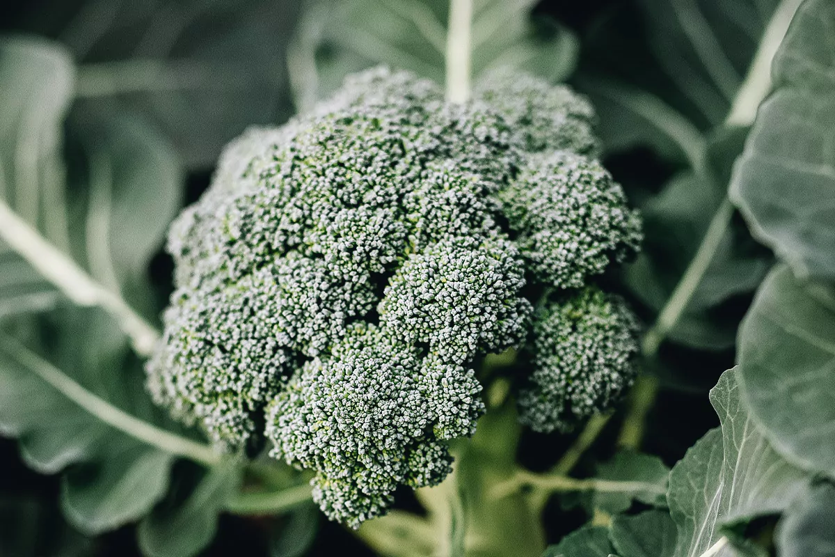 Fresh broccoli is good source for getting alpha lipoic acid.