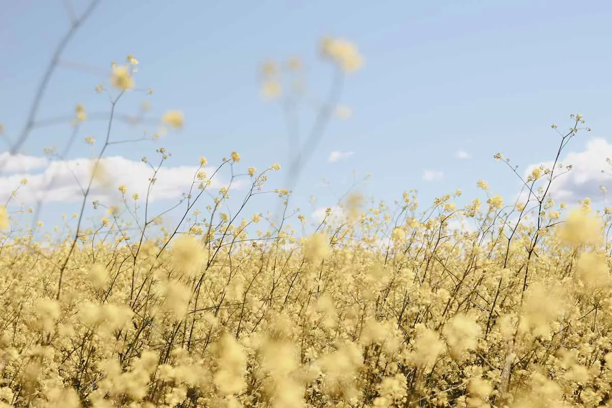 rapeseed field