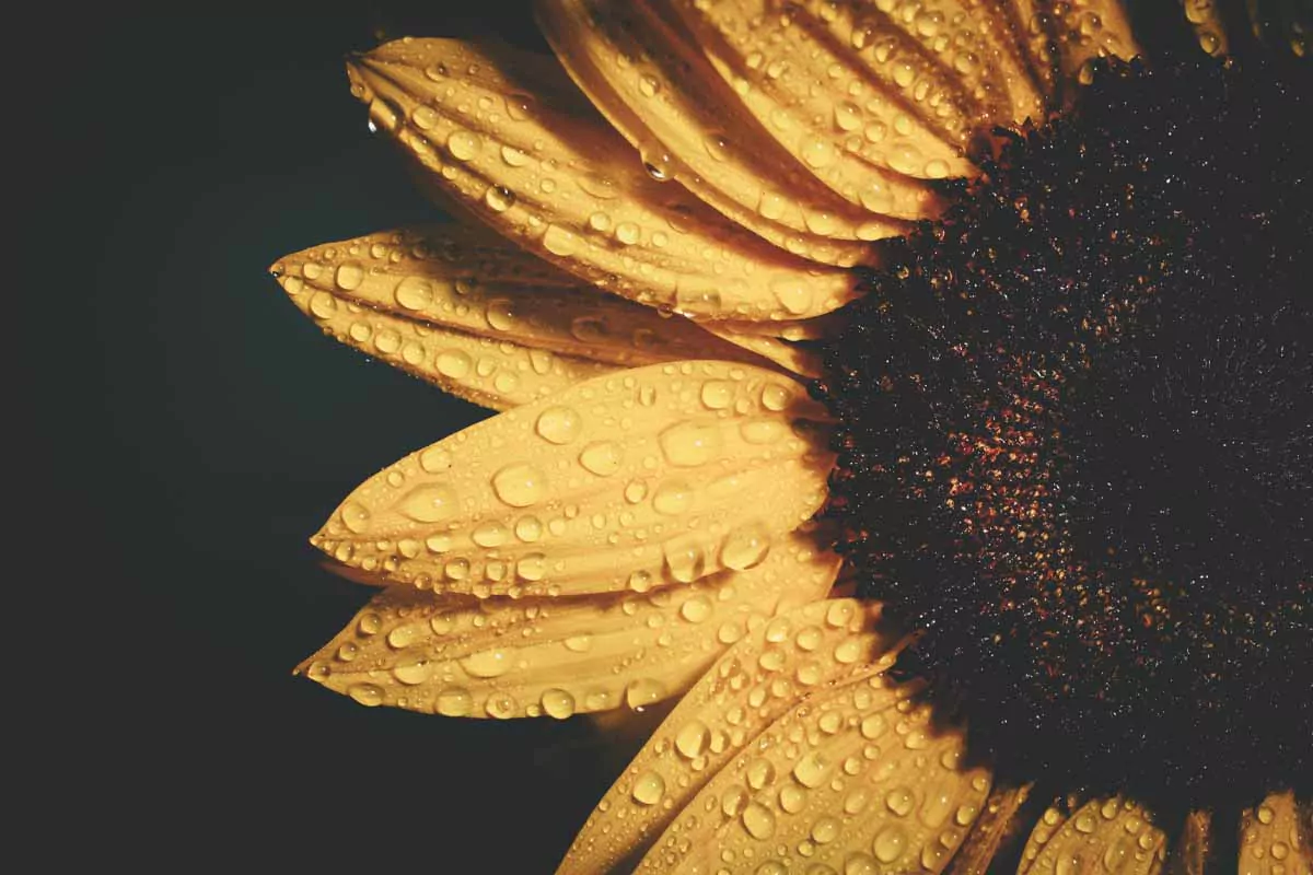 close up of sunflower