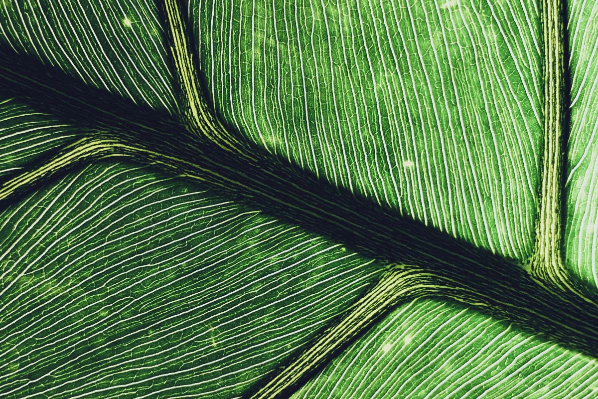 A close-up of a green leaf with intricate patterns of veins running throughout.