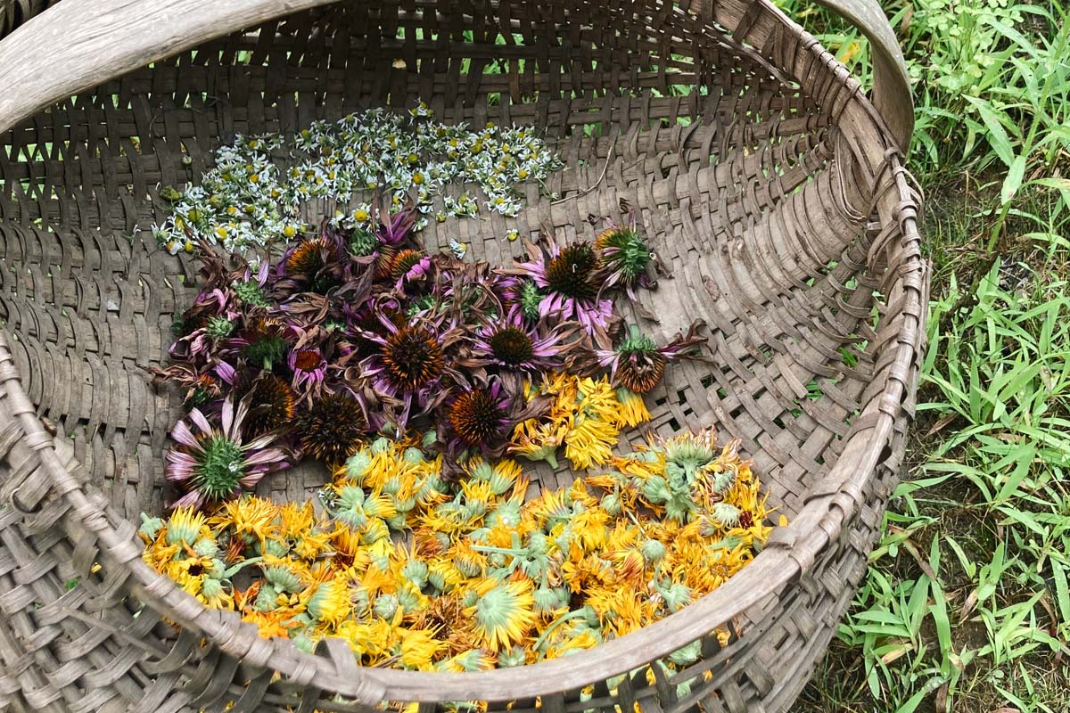 Basket of Harvested Herbs for Divine Woman Elixir