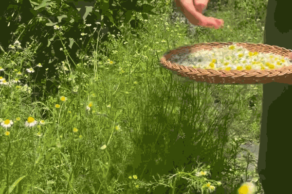 hand picking flowers