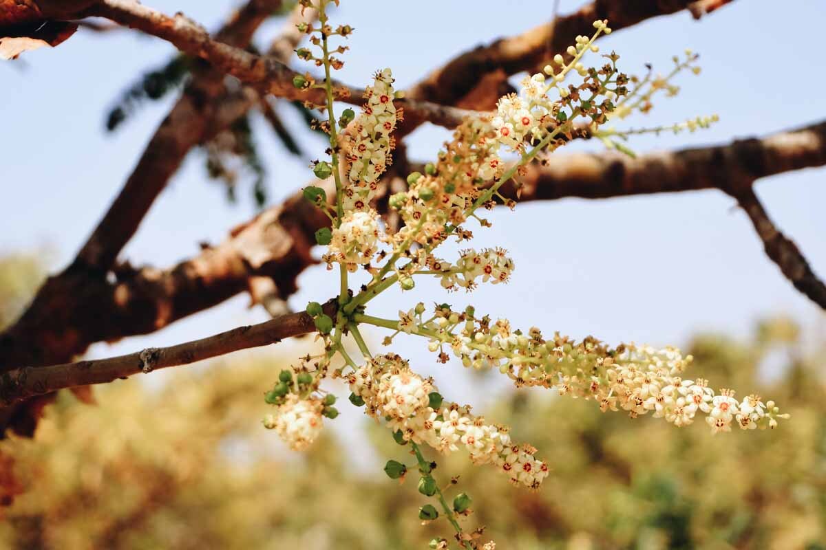 Frankincense Oil for Look of Wrinkles