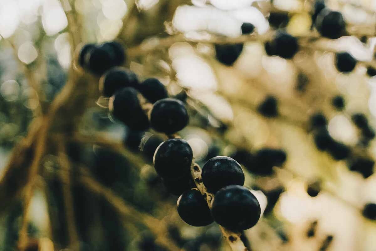 The Benefits of Resveratrol for Skin & How to Use It