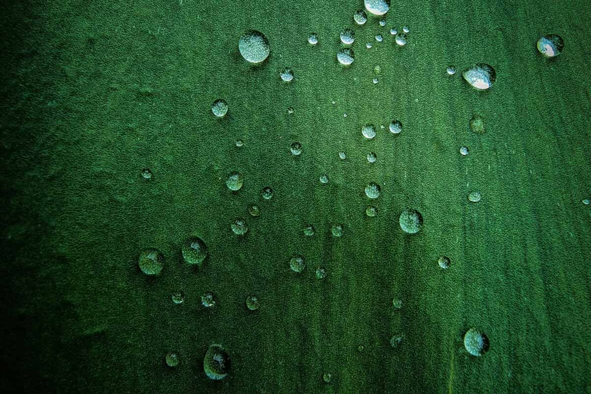 Toner or Serum First