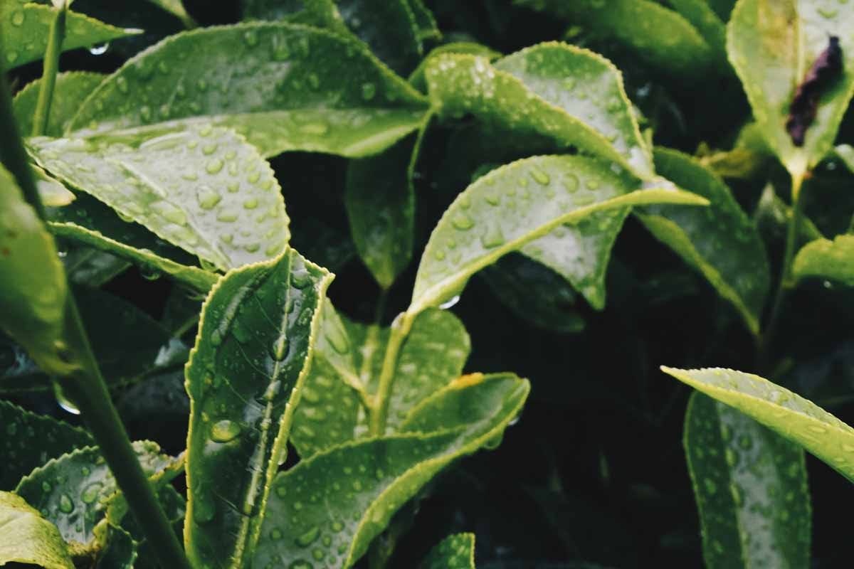 What Is Glycation? A Guide to Causes, Beauty Treatment & Prevention