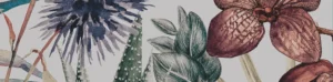 watercolor illustrations of plants