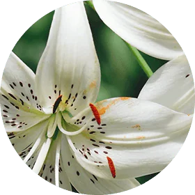 Madonna Lily