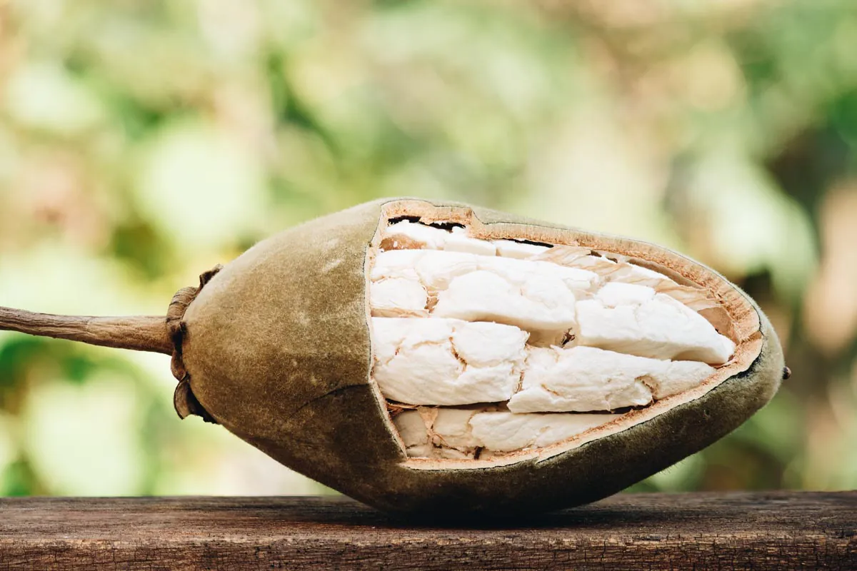 Baobob Seed