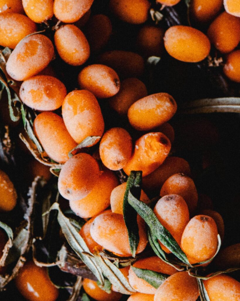 sea buckthorn berry