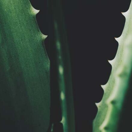 aloe vera oil