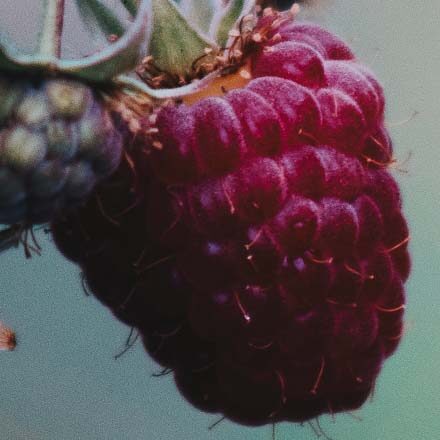 raspberry seed oil