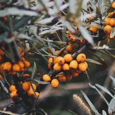 sea buckthorn oil
