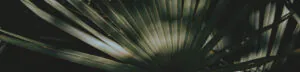Palm leaf